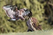 Common Buzzard landing on a stump - Northern Vosges France 