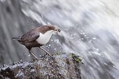 White-throated Dipper with prey - Northern Vosges France