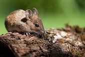 Long-tailed field Mouse on bark - France