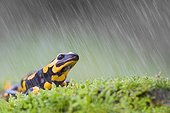 Speckled Salamander in the rain - Northern Vosges France 
