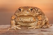 Portrait of European Toad - Northern Vosges France 