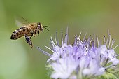 Honeybee on Notchleaf flower - Vosges France