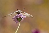 Apollo pollinating a flower - Vanoise Alps France