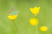Green Hairstreak on Buttercup - Northern Vosges France