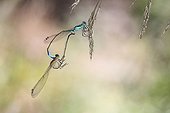 Blue-tailed damselflies mating in an organic garden