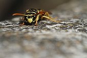 European paper wasp on a rock in an organic garden