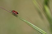Shield bug on grass in an organic garden