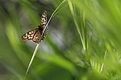 Speckled wood butterfly on grass in an organic garden
