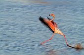 Rosy greater flamingo taking off in a swamp of Camargue 