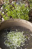 Havest of woodruff flowers for making of May wine