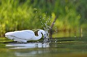 Little Egret catching a fish - Dombes France