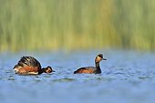 Black-necked Grebes on the water - Dombes France