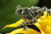 Vietnamese mossy frog on flower