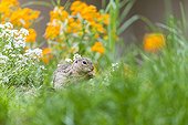European ground squirrel eating among flowers
