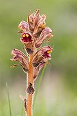 Slender broomrape in bloom in Drôme - France