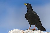 Alpine chough on a rock in the Alps - France