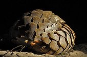 Cape pangolin curled at night - Botswana 