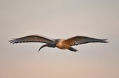 Sacred Ibis in flight at sunset - Botswana 
