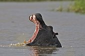 Portrait of Hippo mouth open in water - Botswana 