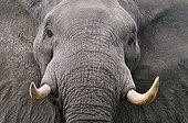 Portrait of African Elephant - Botswana
