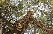 Male leopard lying in a tree - Botswana