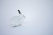 Mountain Hare in the snow in winter livery - Switzerland 