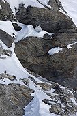 Mountain hare in the winter livery - Swiss Alps 