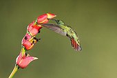 Green-breasted mango male foraging in flight - Costa Rica 