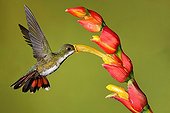 Green-breasted mango female foraging in flight - Costa Rica 