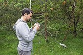 Passerine banding captured by net - Alsace France ; Bird Banding with nylon nets for STOC Program: Temporal Monitoring of Common Birds 