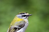 Banding Firecrest captured by net - France  ; Bird Banding with nylon nets for STOC Program: Temporal Monitoring of Common Birds 