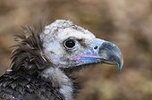 Monk vulture portrait in the Pyrenees range - Spain