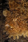 Portrait of Hairy Striated Frogfish - Bali sea  Indonesia