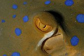 Eye of Bluespotted Ribbontail Ray  - Red Sea Egypt 