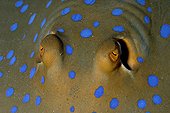 Eyes of Bluespotted Ribbontail Ray  - Red Sea Egypt 