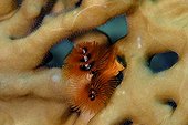 Christmas Tree Worm on Fire Coral  - Red Sea Egypt 