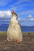 Gentoo penguin chick outside of its colony-Falkland Islands  ; waiting for its parents to return from fishing