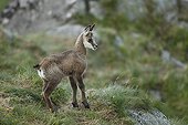 Young Chamois on rock - Vosges Massif Hohneck France 