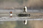 Crested grebe jumping on floating nest - Alsace France