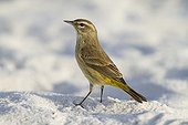 Palm warbler on a beach in Florida - USA