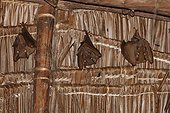 Epomophores hanging under a roof - Zanzibar Tanzania