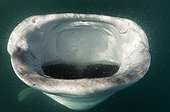 Mouth of a Whale Shark sifting plankton - Gulf of California