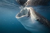 Whale Shark sifting plankton at surface-Gulf of California