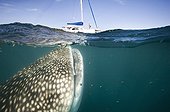 Whale Shark at the surface with a yacht - Gulf of California