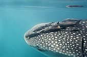 Whale Shark  with a headful of remoras - Gulf of California