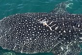 Whale Shark  hit by a propeller - Gulf of California