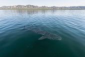Whale Shark - Bahia de Concepcion Gulf of California