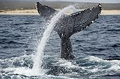 Humpback whale tail close to shore - Sea of ??Cortez