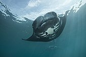 Giant manta - Fiji Islands