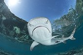 White-tip reef shark - Fiji Islands